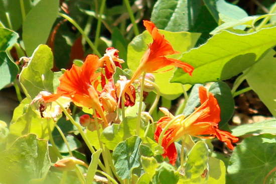 Taco de reina/Nasturtium