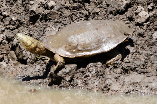 Side-necked turtle
