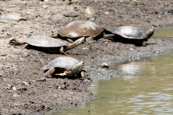 Side-necked turtle