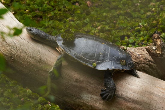 Side-necked turtle