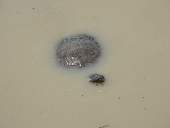 Painted turtle