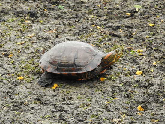 Painted turtle