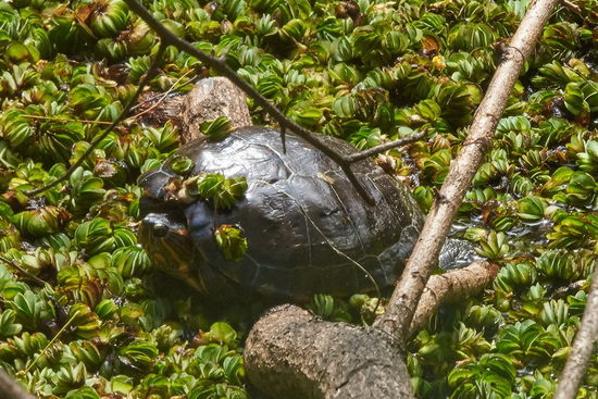 Painted turtle