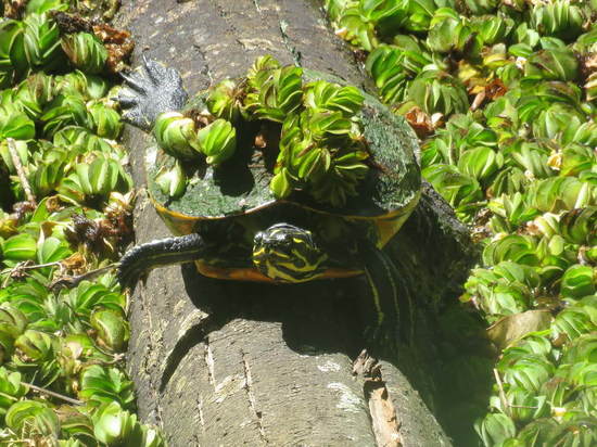 Tortuga de vientre rojo de Florida