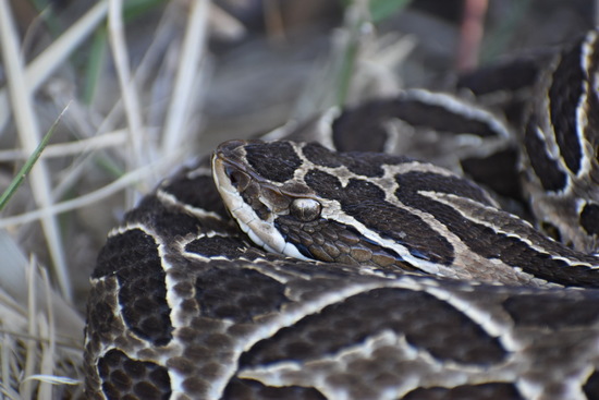 Urutu pit viper