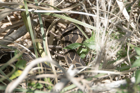 Urutu pit viper