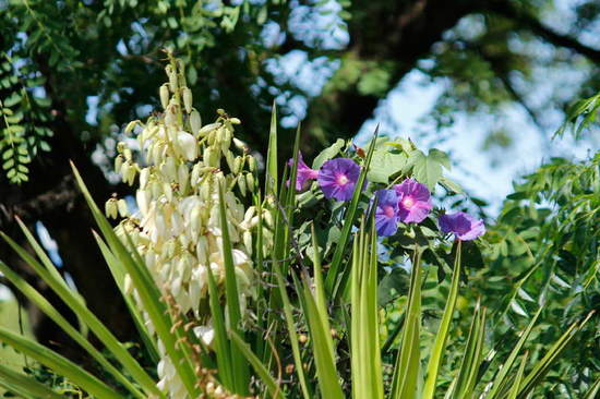 Yuca/Spanish bayonet