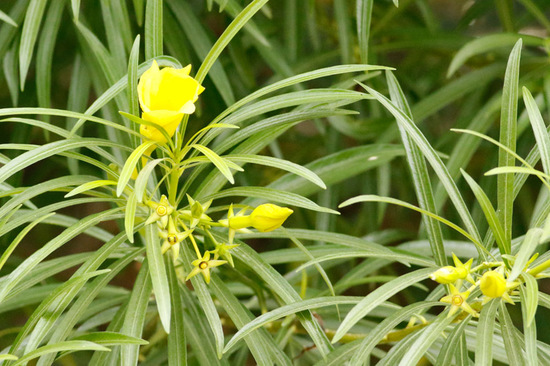 Adelfa amarilla/Yellow oleander