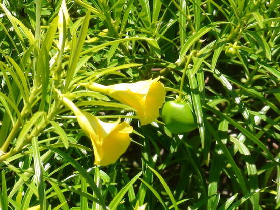 Adelfa amarilla/Yellow oleander