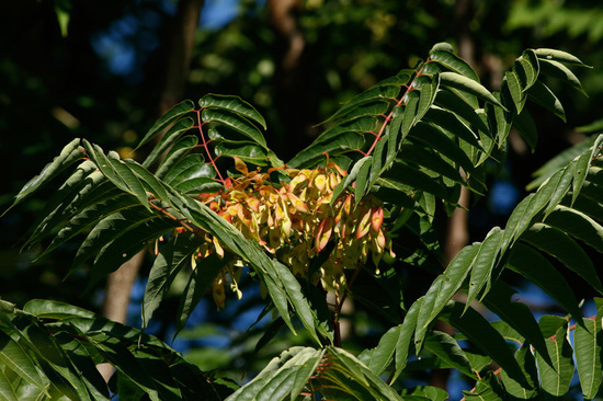 Árbol del cielo/Tree of heaven