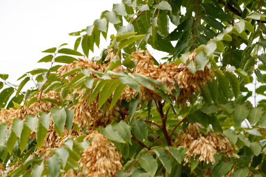 Árbol del cielo/Tree of heaven