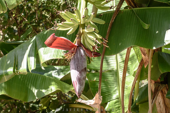 Banano/Banana plant