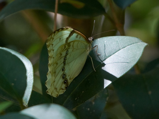 Bandera argentina/White Morpho