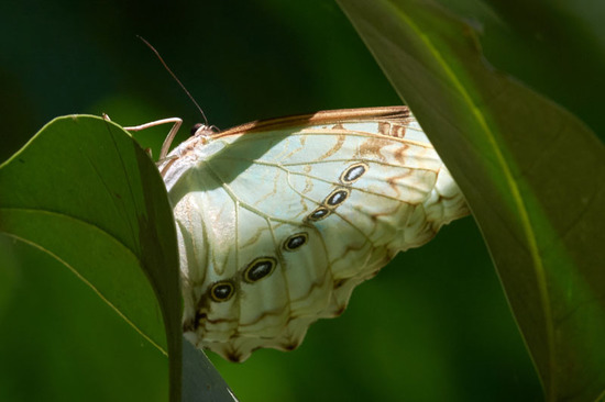 Bandera argentina/White Morpho