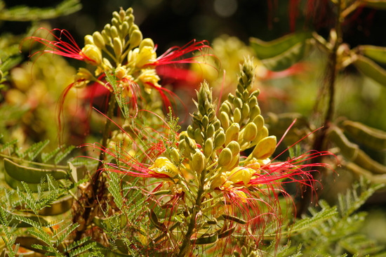 Barba de chivo/Yellow bird of paradise