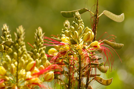 Barba de chivo/Yellow bird of paradise