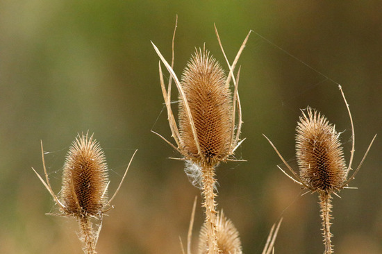 Cardencha/Wild teasel