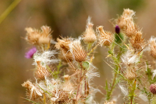 Cardo negro/Bull thistle