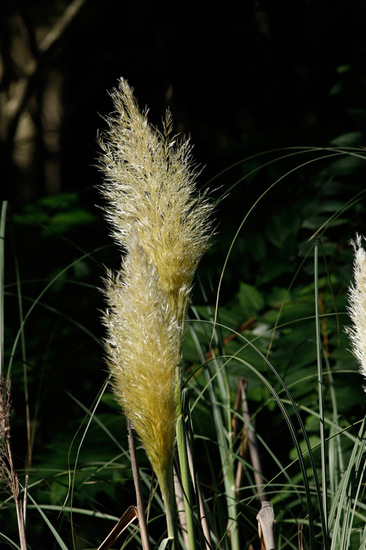 Cortadera/Pampas grass