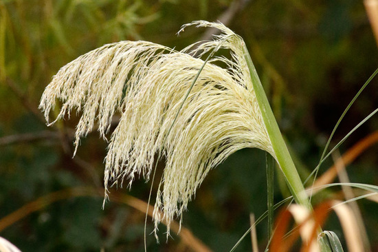 Cortadera/Pampas grass