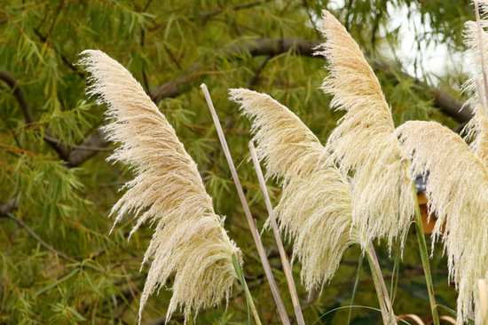 Cortadera/Pampas grass