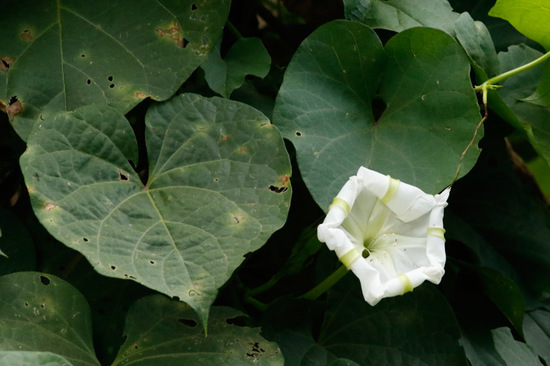 Dama de noche/Moonflower