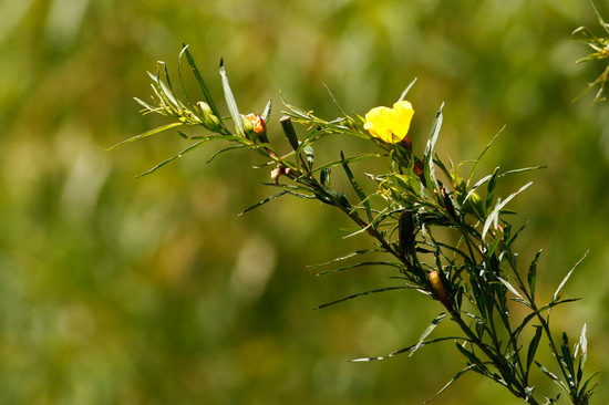 Duraznillo de agua/False loosestrife