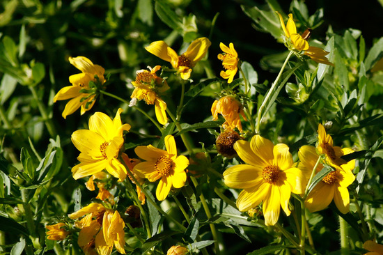 Flechilla/Larger bur-marigold