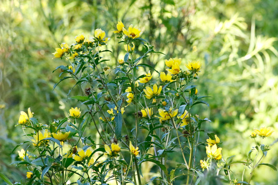 Flechilla/Larger bur-marigold