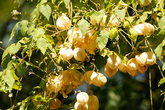 Globito cipó/Balloon vine