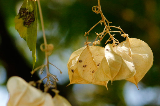 Globito cipó/Balloon vine