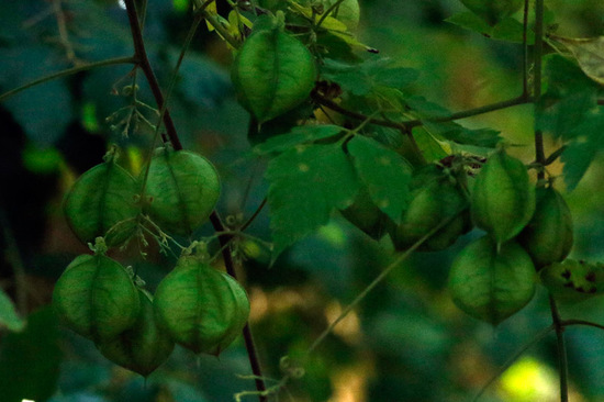 Globito cipó/Balloon vine