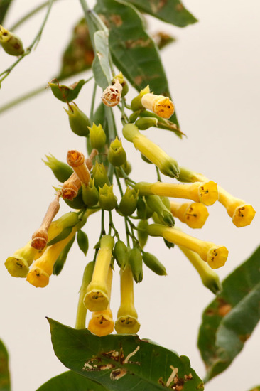 Palán palán/Tree tobacco