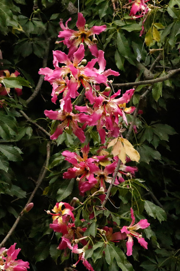 Palo borracho/Silk floss tree