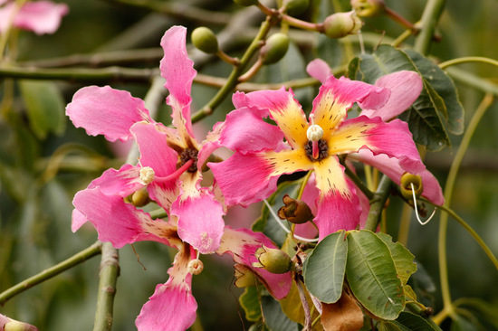 Palo borracho/Silk floss tree