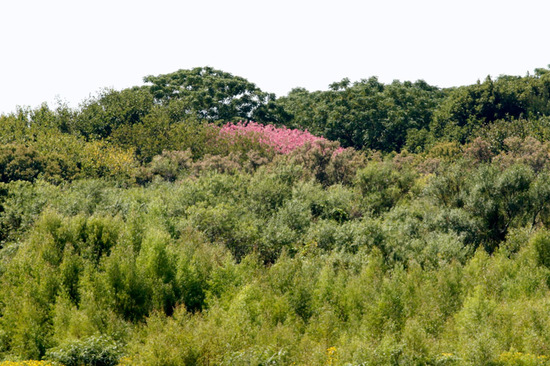 Palo borracho/Silk floss tree