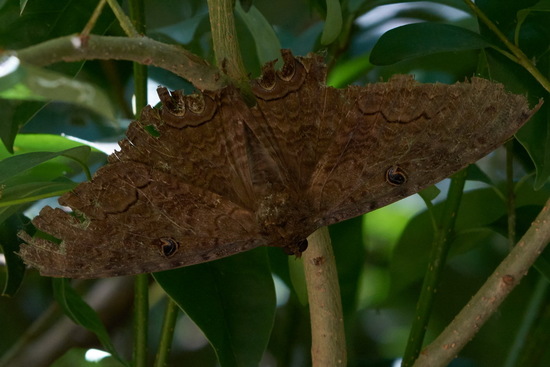 Polilla bruja/Black witch