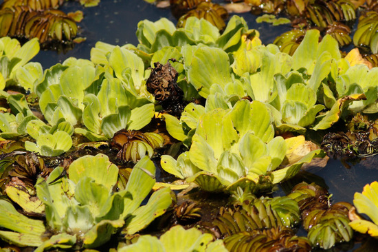 Repollito de agua/Watern lettuce