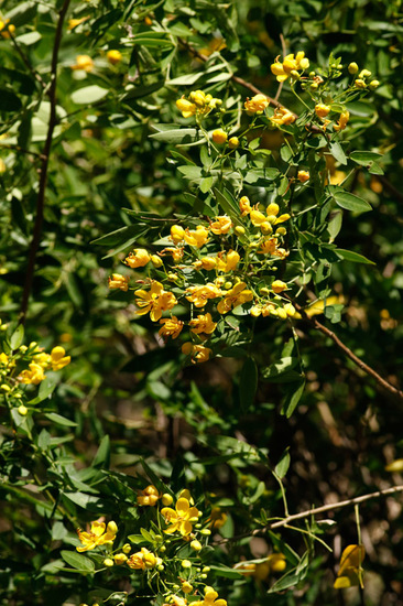 Sen del campo/Butter cup tree