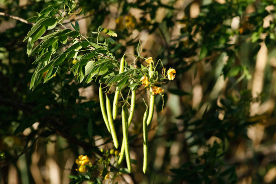 Sen del campo/Butter cup tree