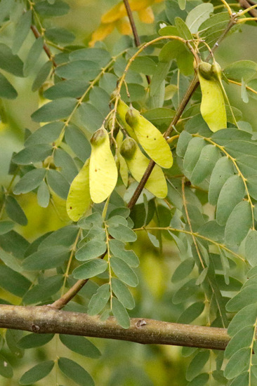 Tipa/Tipu tree