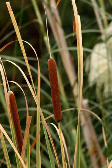 Totora/Cattail