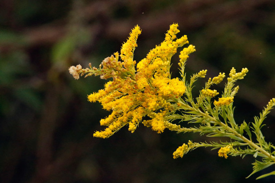 Vara de oro/Brazilian arnica