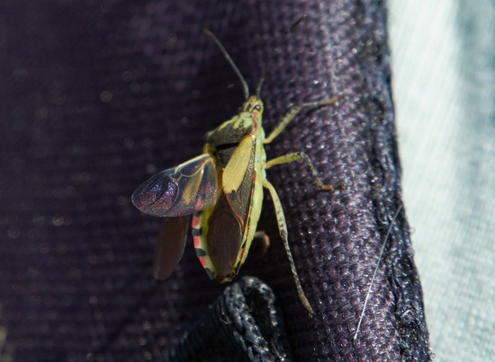 Leaf-footed bug