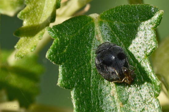 Lady bug