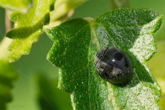 Lady bug