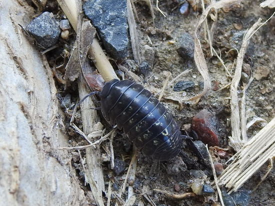 Pill bug
