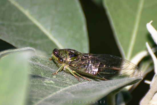 Cicada