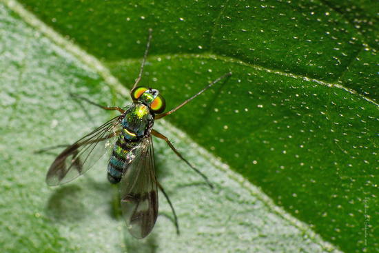 Mosca zancuda