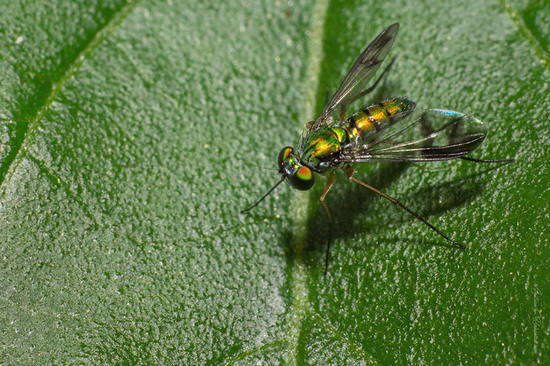 Mosca zancuda